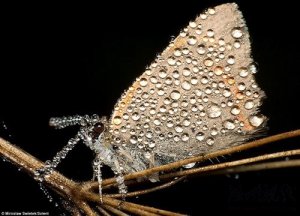 波兰业余摄影师拍到带露水的美丽昆虫(组图)