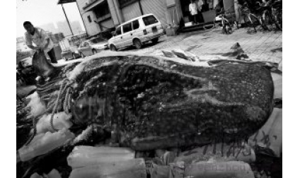 瑞安渔民捕到一金钱鲨9米长6吨重 10万被购走