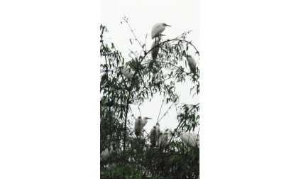 四川自贡突现万余只白鹭 鸡鸭猪狗莫明死亡(图)