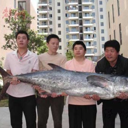 私房菜馆购回百斤大鱼 疑超百岁