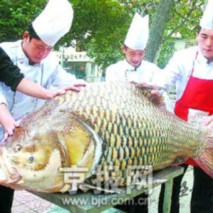 青岛渔民捕获180公斤大鱼卖价1.8万