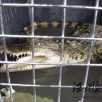 平阳鳌江滩涂惊现凶猛的湾鳄 估计曾被人当宠物养过