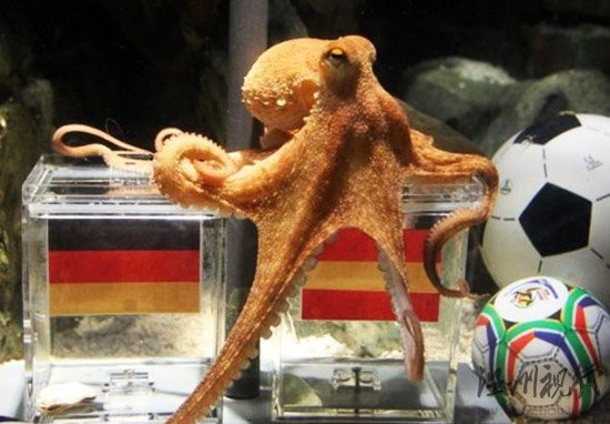 神准章鱼哥被网友PS恶搞半决赛中国赢德国?(图)