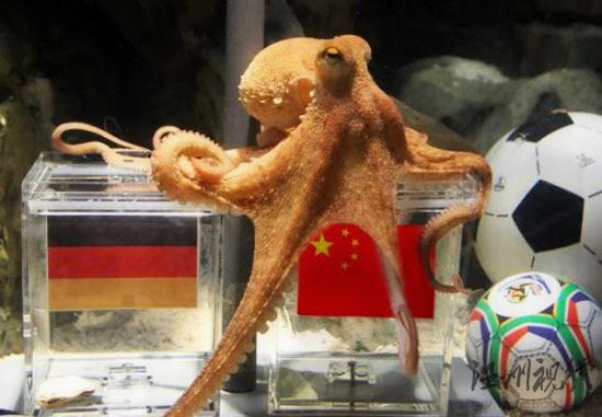 神准章鱼哥被网友PS恶搞半决赛中国赢德国?(图)