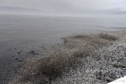 大连输油管爆炸污染50平方公里海面