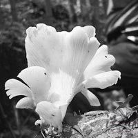 云南村庄屡发群体性猝死案 疑因吃野生蘑菇所致