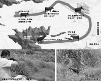 水牛发飙跑出牛棚 特警连开10多枪击毙“惊牛”