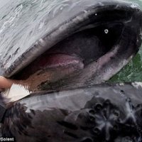 13米长灰鲸游出水面渴望游人为其搔痒