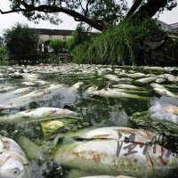 瓯海潘桥的塘河支流受污染导致万条鲢鱼集体死亡