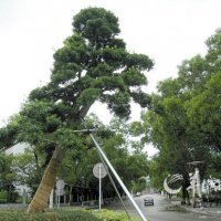 珠海种植31棵罗汉松平均每棵26万元 设GPS定位防盗