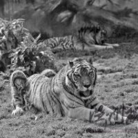 温州景山动物园里的东北虎昨天早晨死了