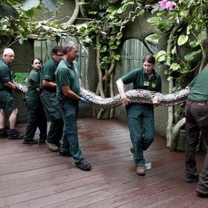 组图：7名动物园工作人员抬7米长巨蟒做检查