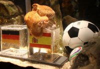 章鱼保罗一生没有"性生活" 若繁殖它要付出生