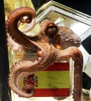 水族馆正式宣布保罗即将退休 章鱼哥从此成传奇