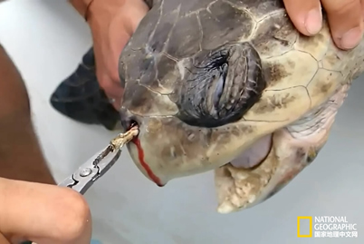 <b>海龟鼻中拔出吸管 科学家猜测海龟鼻中塑料吸管是怎</b>