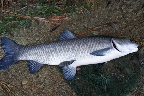 浙江瑞安马屿惊现64.7斤超大青鱼 鱼身长度有一人高