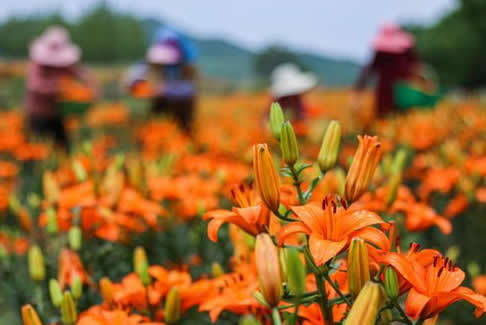 山东荣成虎山镇东庄村百合花种植园