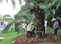温州棕榈树遭外来害虫红棕象甲侵害枯黄而死