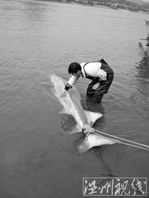 瓯江首现&ldquo;国宝&rdquo;中华鲟