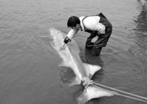 鹿城区七都镇渔民在瓯江张网捕鱼虾意外捕到中华鲟