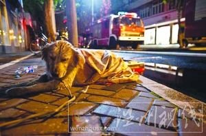 等不到主人出现,小狗久久不愿离去