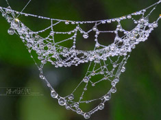 史上最强的微距摄影作品－令人赞叹的史上最漂亮的