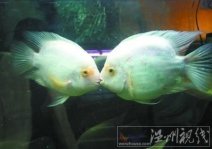 鱼儿为什么会亲吻 水族馆内一对鱼儿见面就亲吻