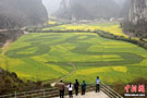 贵州安顺龙宫风景区农民种出风景 油菜花田的巨型“