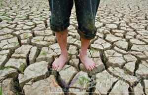 5月21日,一名农民站在开裂的鱼塘地面上。连日的干旱使得武汉江夏区山坡乡养鱼人的池塘干涸。张朋