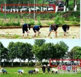 湖南衡阳法官上班时间开警车种田是好事 值得表扬