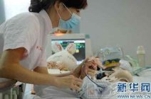 杭州坠楼女孩妞妞病情好转 12日苏醒叫“爸爸妈妈”