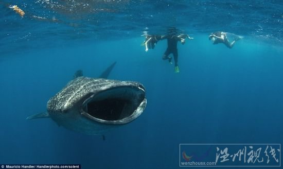鲸鲨的大嘴宽度达到1.5米,长着350排牙齿 鲸鲨的大嘴宽度达到1.5米,长着350排牙齿