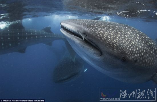 600多头身长达到40英尺的鲸鱼聚集在一起,“组团”享用金枪鱼卵和浮游生物 600多头身长达到40英尺的鲸鱼聚集在一起,“组团”享用金枪鱼卵和浮游生物