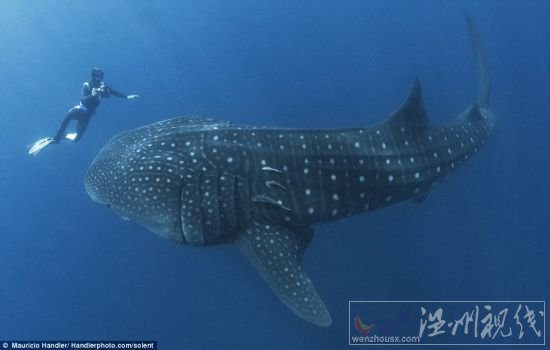 鲸鲨是海洋中最大的鱼类,性格非常温顺 鲸鲨是海洋中最大的鱼类,性格非常温顺