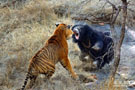 熊和老虎相遇 两强相遇老虎vs熊大战 老虎和熊哪个厉