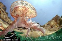 今夏英国水域水母激增　核电厂被迫暂时关闭