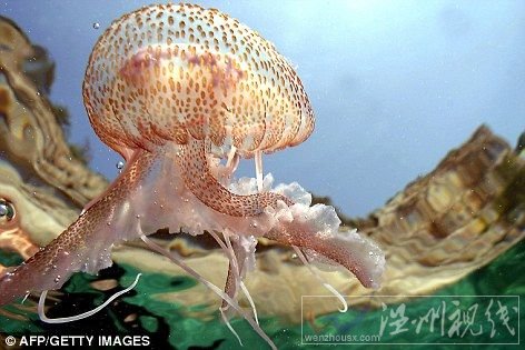 上个月，蛹水母或称月亮水母大量涌向苏格兰东洛锡安区通尼斯核电厂