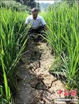 江西武宁旱情严重 该乡组织群众全力抗旱