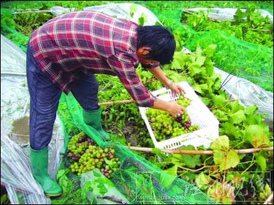 大风袭江苏 树枝折断工棚散架