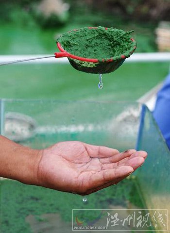 巢湖蓝藻再度&ldquo;抬头&rdquo;(组图)