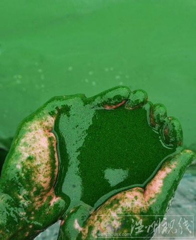 巢湖蓝藻再度&ldquo;抬头&rdquo;(组图)