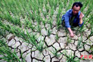 贵州普定县遭遇历史最严重的干旱 全县水稻玉米将大