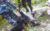 温州龙湾新闻:龙湾区天河镇郑岙村发现野猪 永嘉打