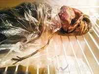 俄罗斯女孩把外星人尸体放在冰箱里藏两年后被研究