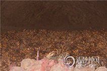 永嘉县巽宅镇30多万斤生姜滞销 当地生姜种植户辛苦