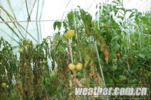 贵州2012元旦节天气阴天为主元旦后将出现大范围雪凝