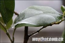 贵州冻雨 22日贵州的冻雨分布在贵阳、安顺、威宁等