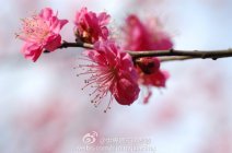 2012南京梅花节开幕 今年南京天气持续低温寡照梅花