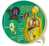 少女遭宠物虫噬骨 右侧的股骨头坏死部位切掉换成人