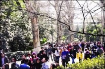 武汉气温回升难得晴朗好天气 武汉大学赏樱本周将迎